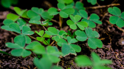 Green clover leaf isolated on white background. with three-leaved shamrocks. St. Patrick's day holiday symbol.