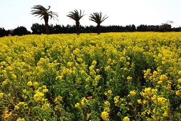 フェニックスと菜の花畑