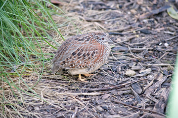 this is the side view of a quail