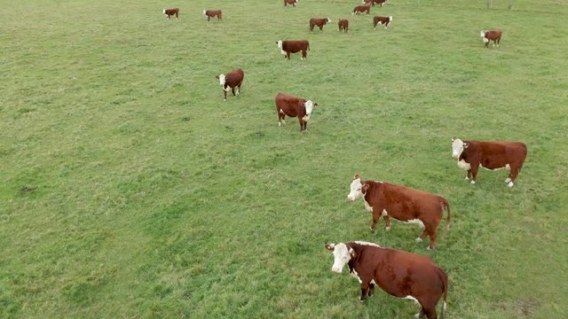 Cows ina green field looking in to camera. Aerial done footage.