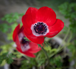 Red anemones