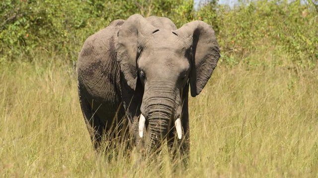 Slow motion video of African elephant eating grass in the Maasai Mara Reserve in Kenya.