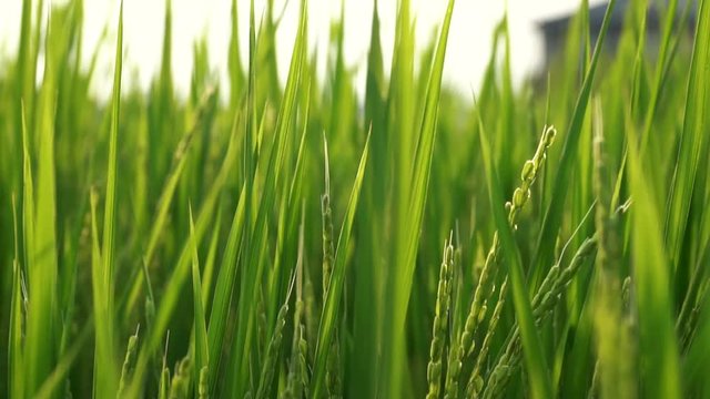 Japanese rice field in the middle of a city
