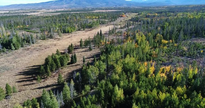 Aerial flight over pine forest and aspens where many of the forest has been killed by mountain pine beetles