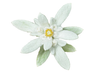 Edelweiss (Leontopodium pallibinianum) 3