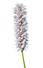 Medicinal herb bistort (Bistorta pacifica) 4