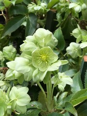 Green hellebore