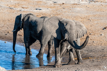 Two African Elephants -Loxodonta Africana- drinking from a waterhole. Etosha National Park, Namibia.