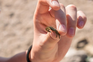 man holds a small crab in his hand