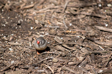 the zebra finch is searching for food