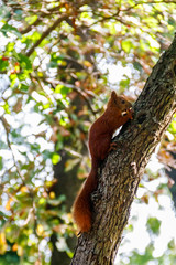 Red squirrel or Eurasian red squirrel (Sciurus vulgaris) on a tree