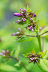 Sommer-Phlox