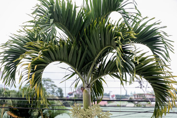 Fototapeta premium palm trees on beach