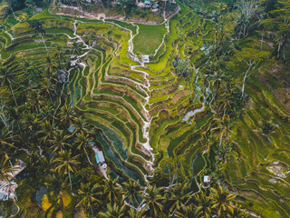 Aerial view from the drone on rice terraces of Bali. Green rice fields with huts around.