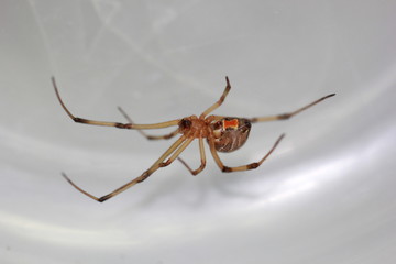 Deadly spider