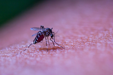 Bloodsucking mosquitoes carrying malaria, dengue fever