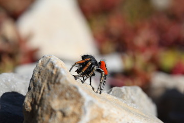 Goldaugen Springspinne