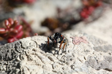 Goldaugen Springspinne