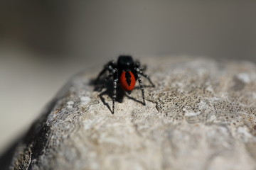 Goldaugen Springspinne