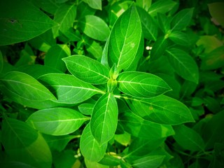 green leaves background | white crane flower tree in the garden