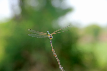 Damselflies sitting on wooden stick 