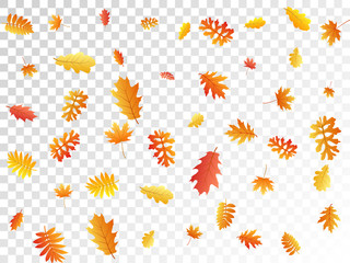 Oak, maple, wild ash rowan leaves vector, autumn foliage on transparent background.