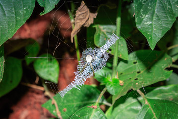 White spider sitting on a web waiting, Uganda, Africa