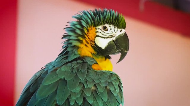 Bristled blue yellow macaw (or Arara) looking into the camera 4k