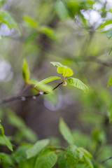 Vibrant green leaves.