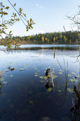 Reflective scenery during fall.