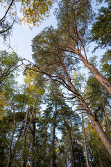 tree tops.