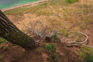 interesting tree roots on a cliff - 296466416