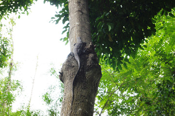 water monitor walking up to the tree