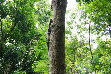 Fototapeta premium water monitor walking up to the tree