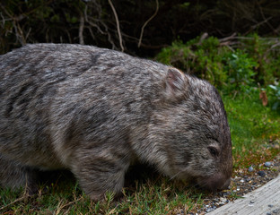 Wombat close up