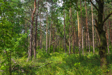 Pine forest - 296466617