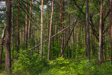 Pine forest - 296466623