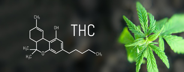 Cannabis leaf marijuana, THC Chemical formula, beautiful background, concept for legalizing the...