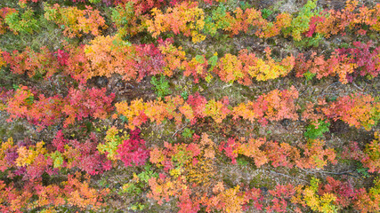 autumnal deciduous forest from a bird's eye view