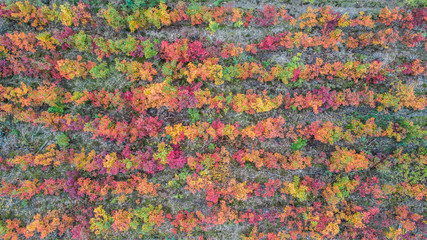 autumnal deciduous forest from a bird's eye view