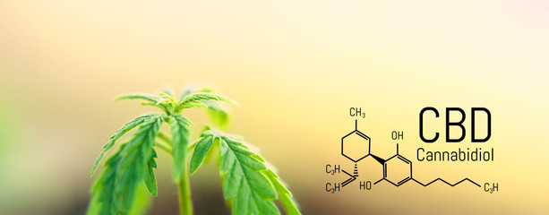 Cannabis leaf marijuana, CBD Chemical formula, beautiful background, concept for legalizing the...