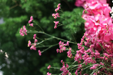 flowers in the garden