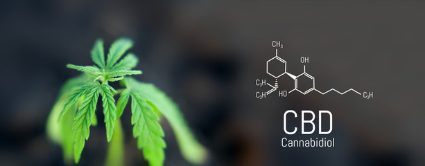 Cannabis leaf marijuana, CBD Chemical formula, beautiful background, concept for legalizing the cultivation of marijuana for medical use