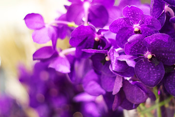 Beautiful purple orchids in garden, purple flowers for background