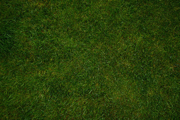 Fototapeta na wymiar Fresh green grass texture can use as background or 3D mapping