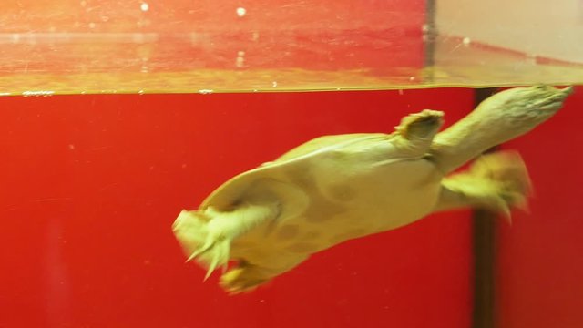 Beautiful chinese softshell turtle trionyx swimming in the zoo aquarium 4k
