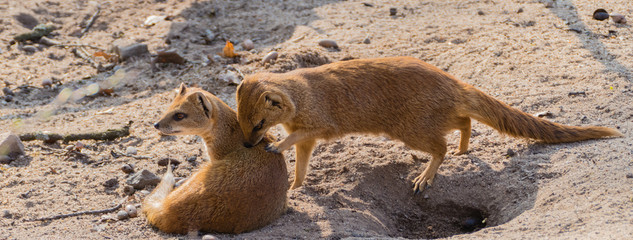 Erdmännchen putzt Partnerin