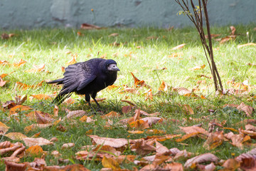 Fototapeta premium Rooks eat. Birds need to have a good meal before winter.