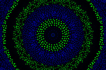 Colourful glowing Diwali lights for festive season for backgrounds and greeting