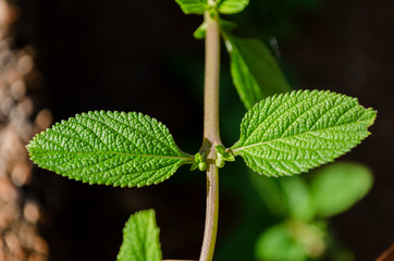 Double Cullen Mint Leaf